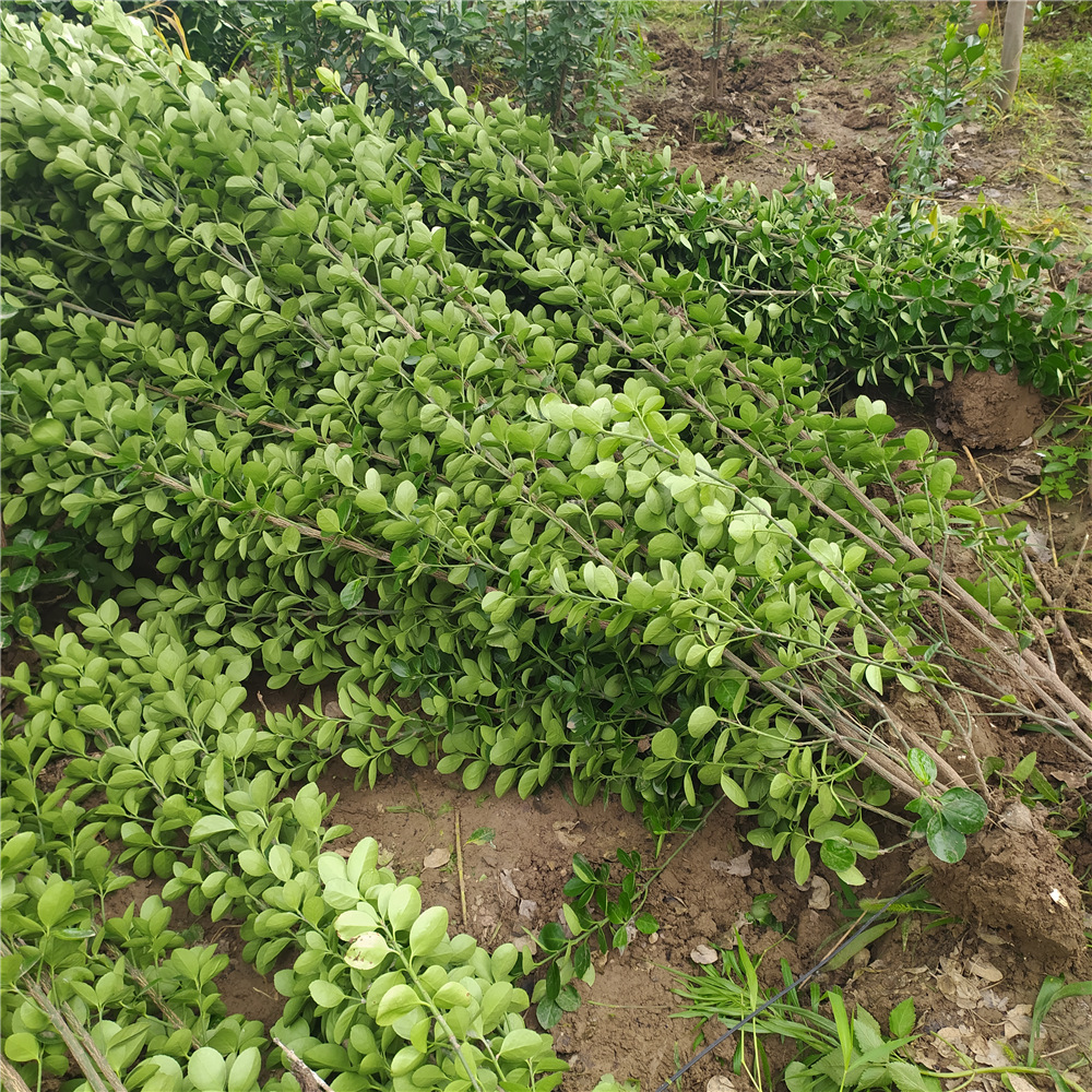 20万棵北海道黄杨开园上市